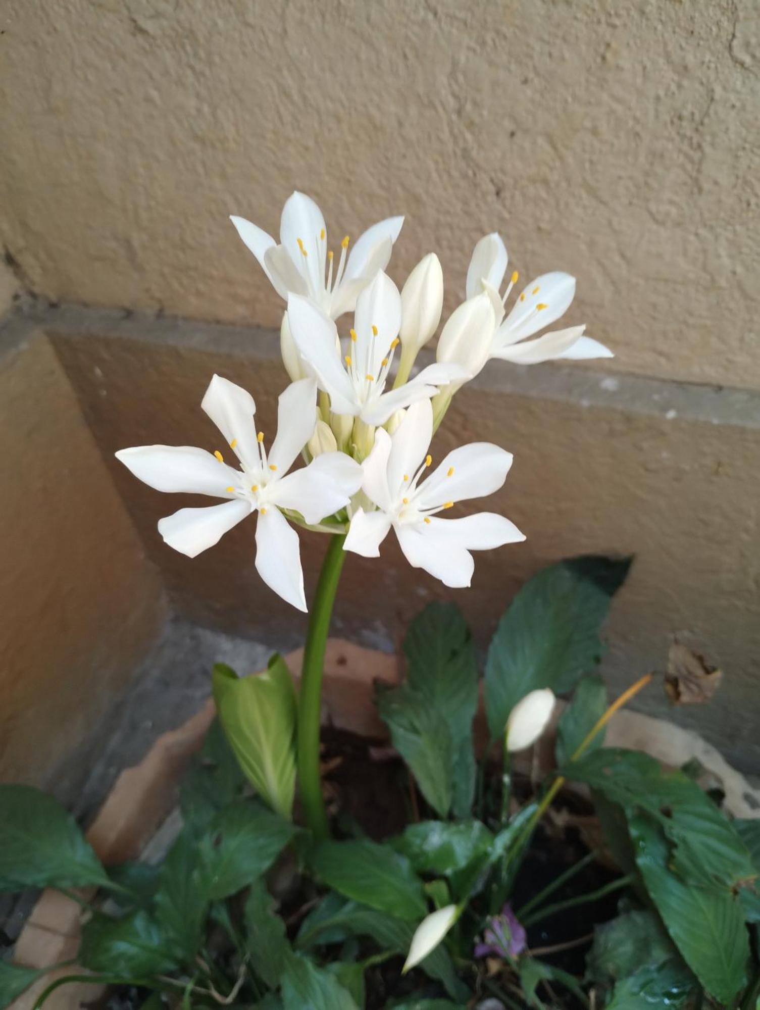 Madhav Bhavan Guest House Pune Exterior foto